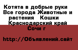 Котята в добрые руки - Все города Животные и растения » Кошки   . Краснодарский край,Сочи г.